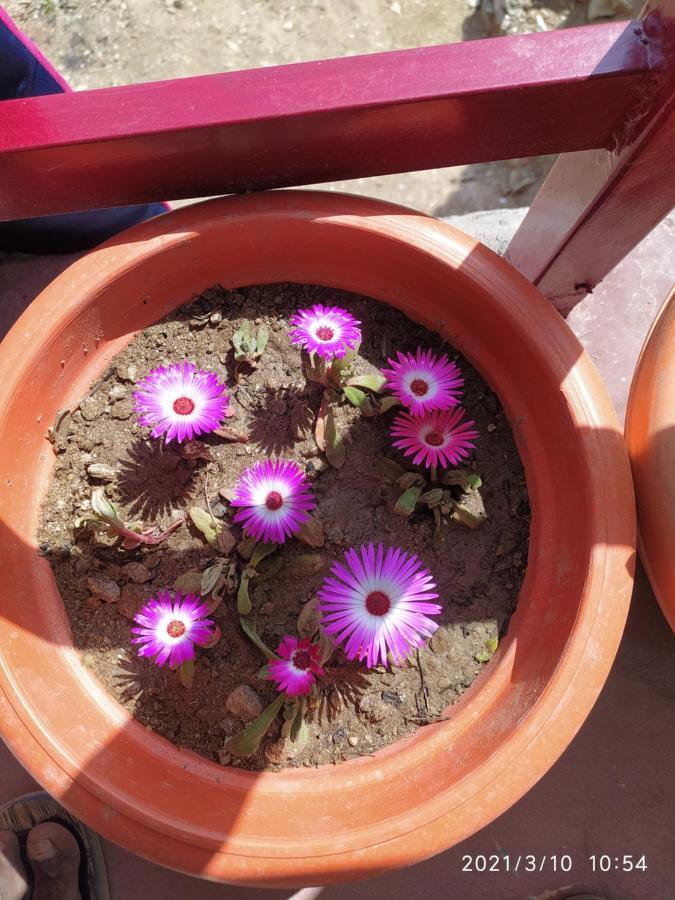 MangalMurti Himalyan Homestay Hawalbagh Luaran gambar